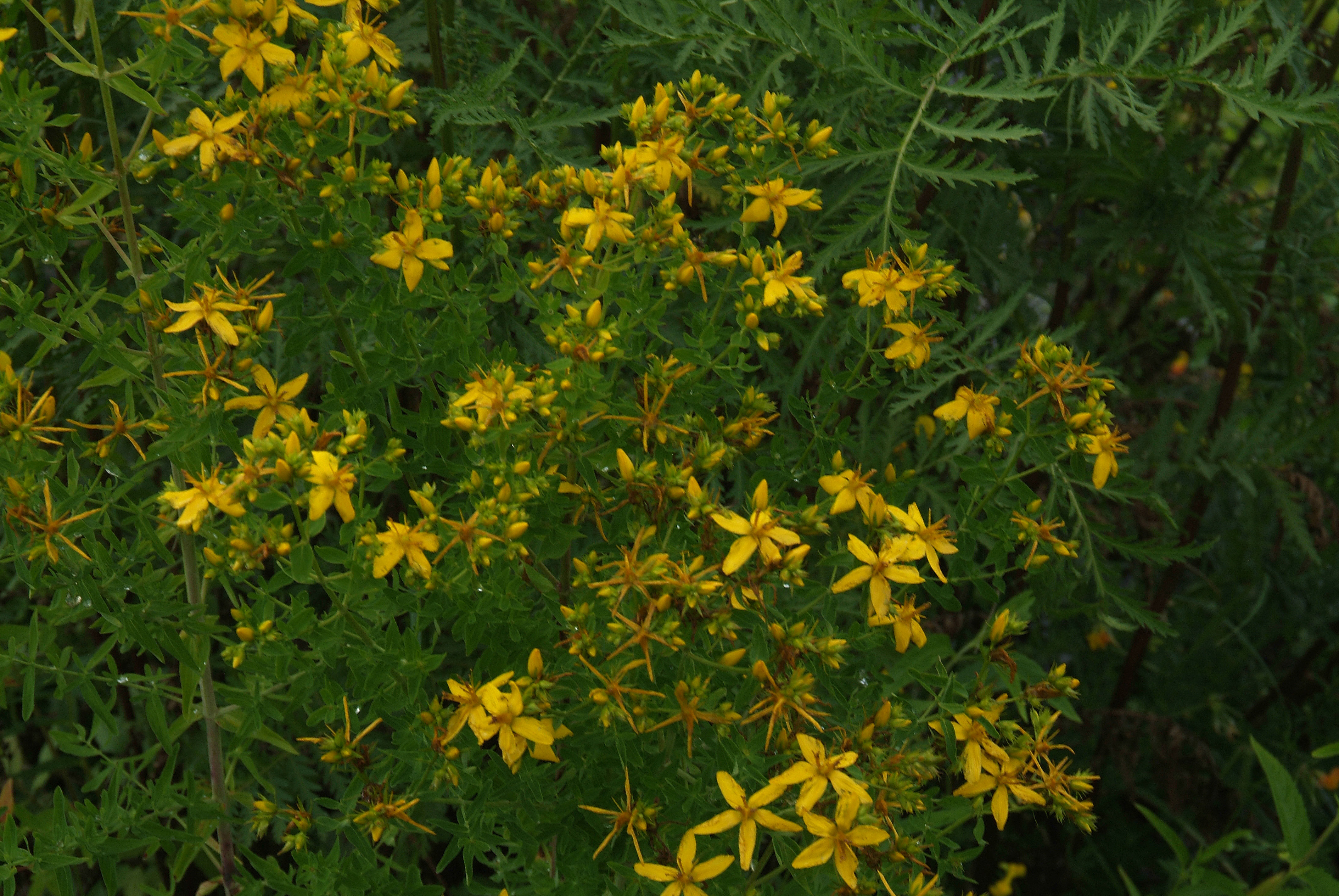 Hypericum perforatumSint Janskruid bestellen